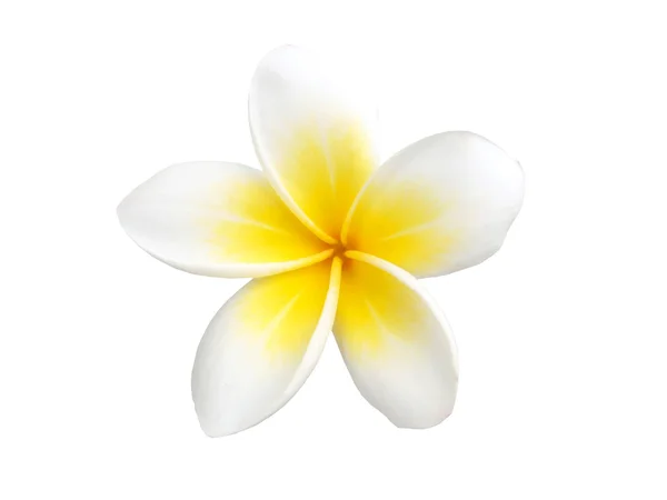 Flor tropical frangipani isolado sobre fundo branco — Fotografia de Stock