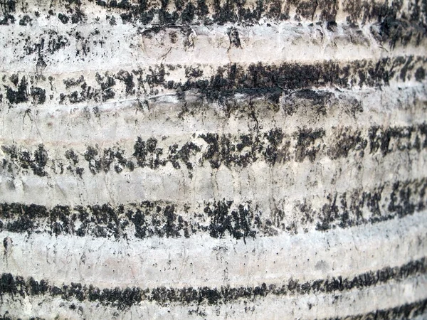Palm tree bark texture — Stock Photo, Image