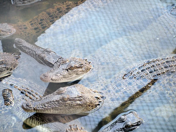 Crocodilos de perto na Tailândia — Fotografia de Stock