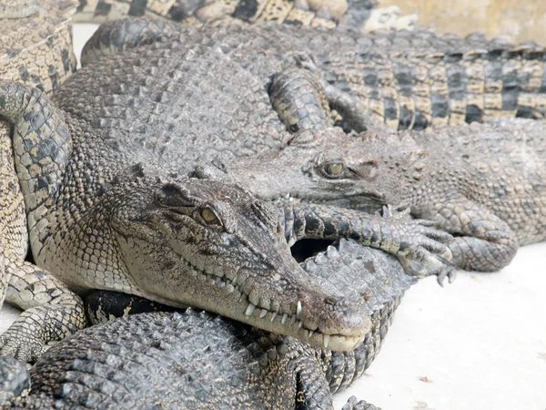 Cocodrilos de cerca en Tailandia —  Fotos de Stock