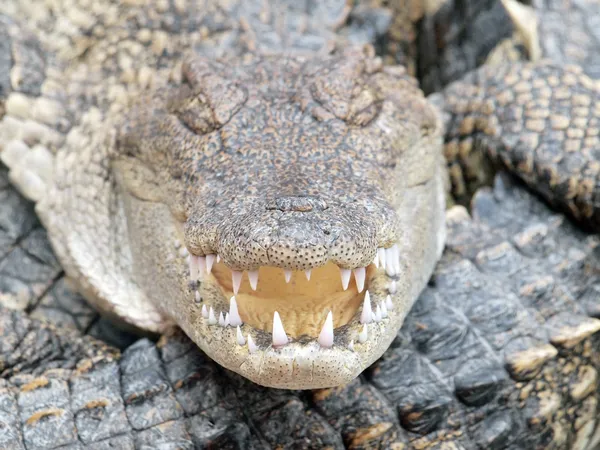 Crocodiles proches en Thaïlande — Photo