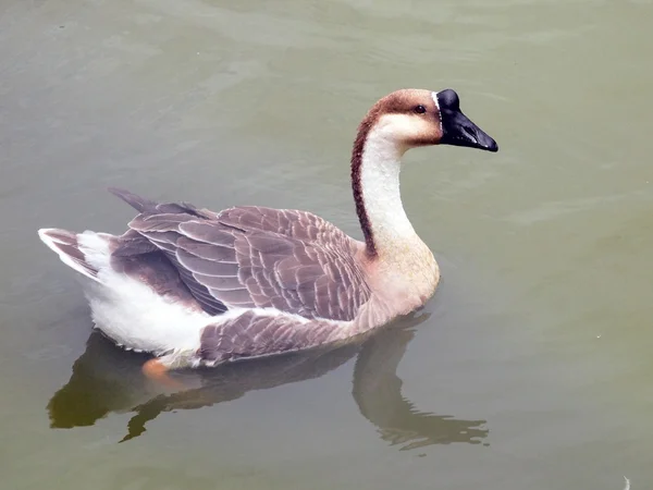 Single thai goose in water — Stock Photo, Image