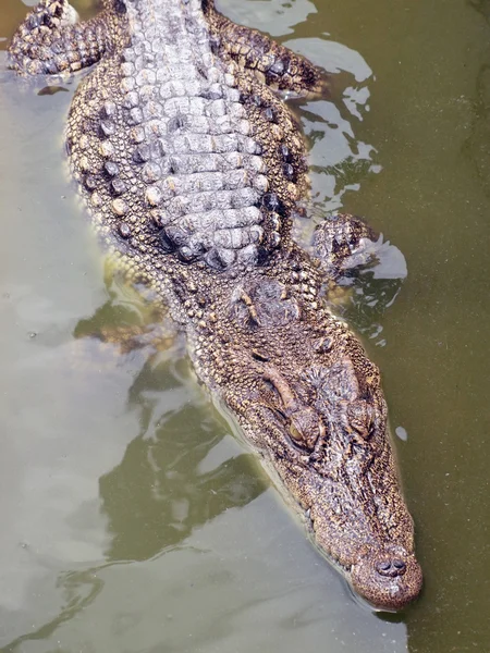 Tayland'da timsahlar yakın çekim
