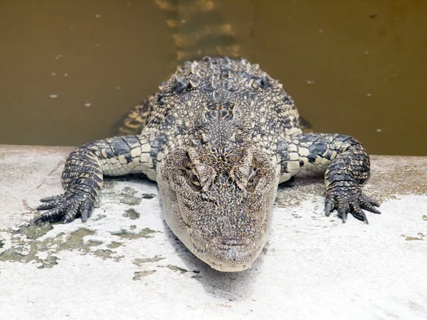 Krokodile aus nächster Nähe in Thailand — Stockfoto