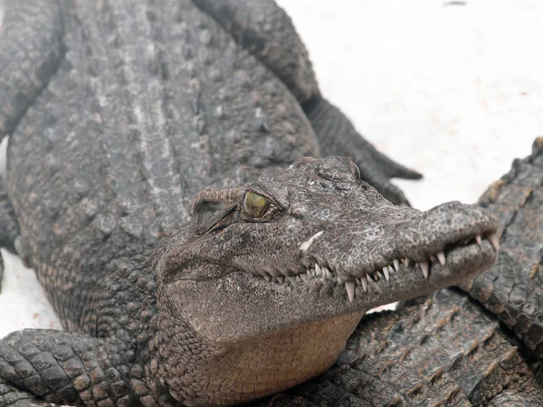 Crocodiles proches en Thaïlande — Photo