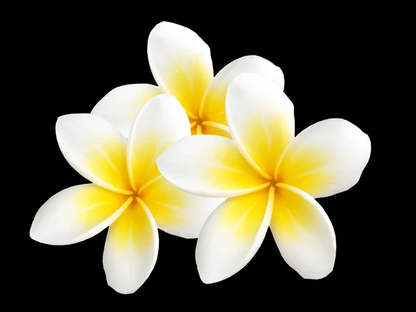 Fiore tropicale frangipani isolato su sfondo nero — Foto Stock