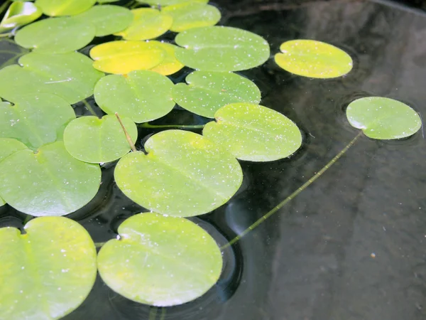 Hojas de loto —  Fotos de Stock