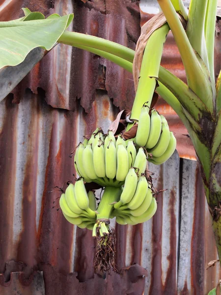 Banana tree with a bunch of bananas — Stock Photo, Image