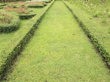 yeşil çim geçmişi olan Park yolu 