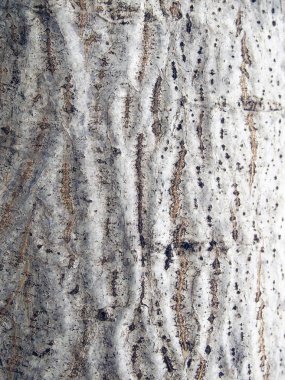 Ağaç kabuğu dokusu