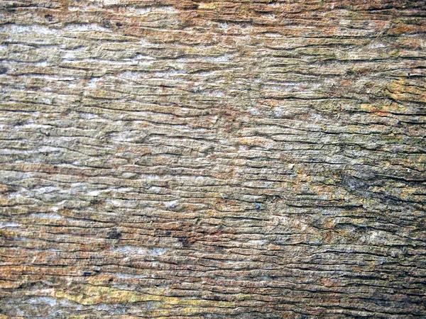 Écorce de texture d'arbre — Photo