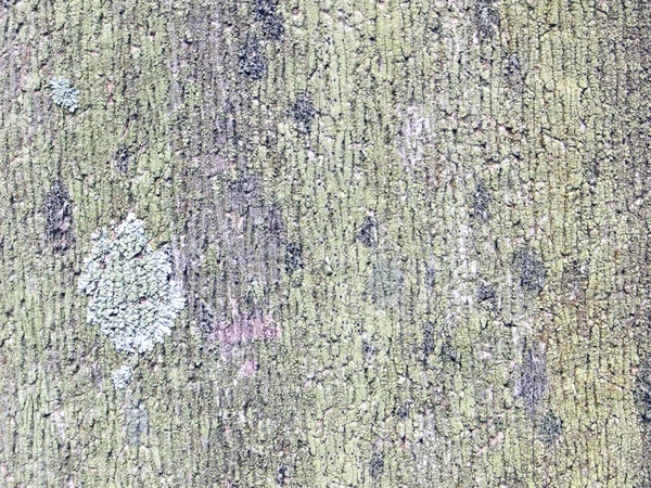 Кора текстури дерева — стокове фото