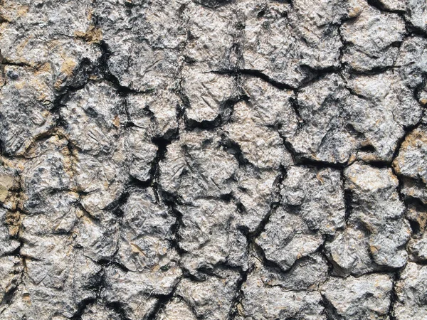 Corteccia di struttura di albero — Foto Stock