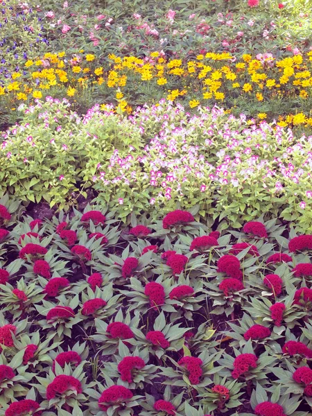 Background of Flowers Field — Stock Photo, Image