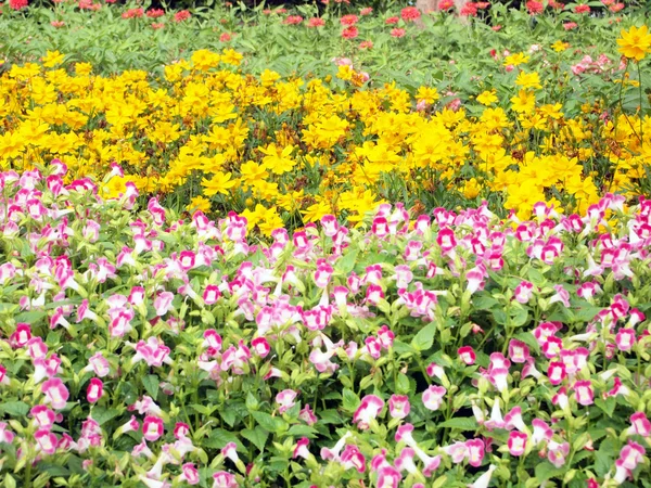 花のフィールドの背景 — ストック写真