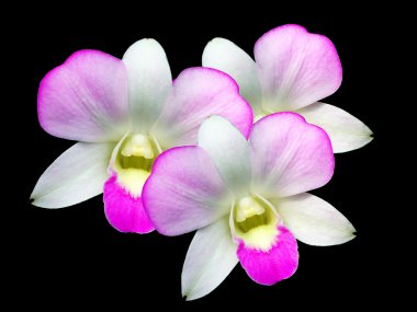 üç siyah arka plan üzerine izole tomurcukları ile pembe