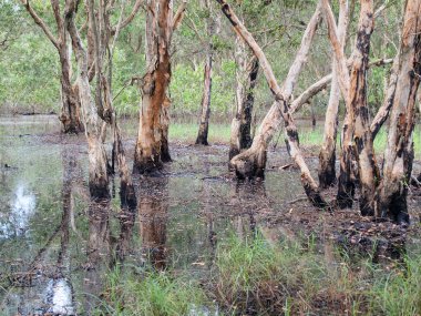 tatlı su bataklık orman 