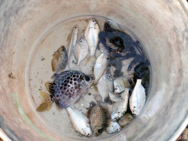 yakın çekim yakalanan balıklar