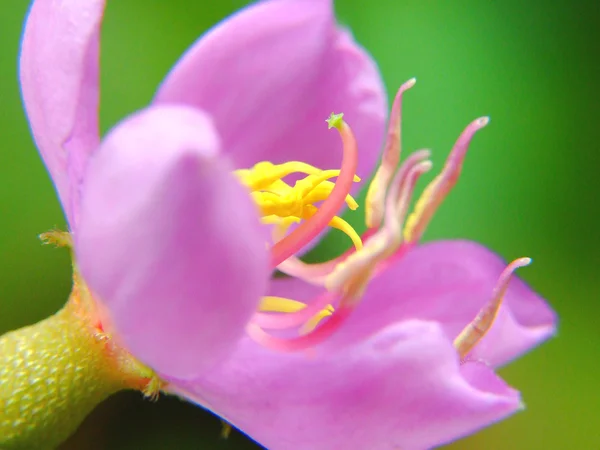 Квітка і красиві пелюстки — стокове фото