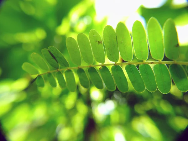 Green leaves background — Stock Photo, Image