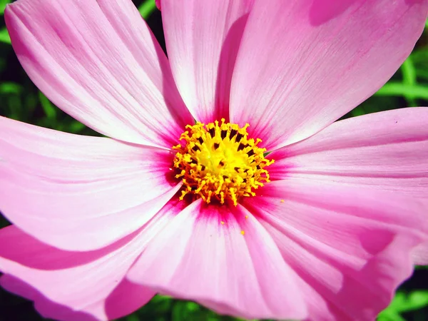 Flower and beautiful petals — Stock Photo, Image