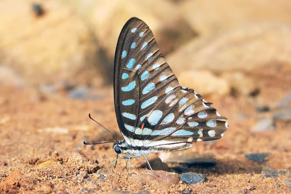 Hermosa mariposa —  Fotos de Stock