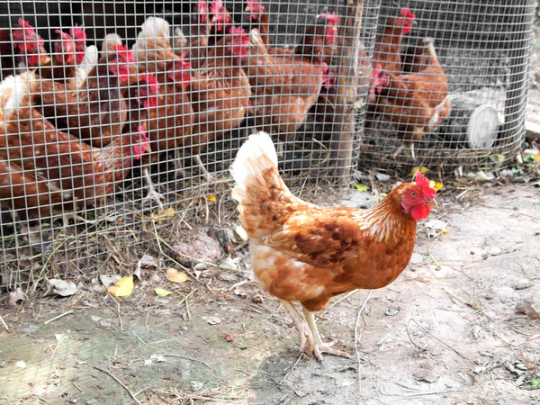 Kylling på vei ut av buret – stockfoto