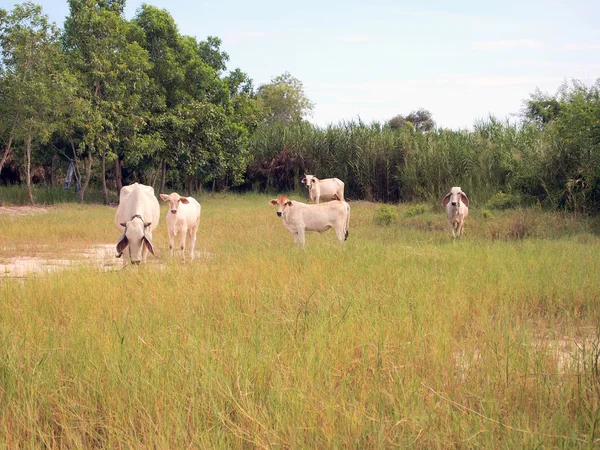 Vacas pastando en un prado. Día soleado de verano — Foto de Stock