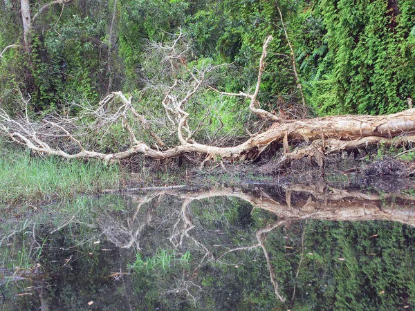 Сухие мертвые деревья — стоковое фото