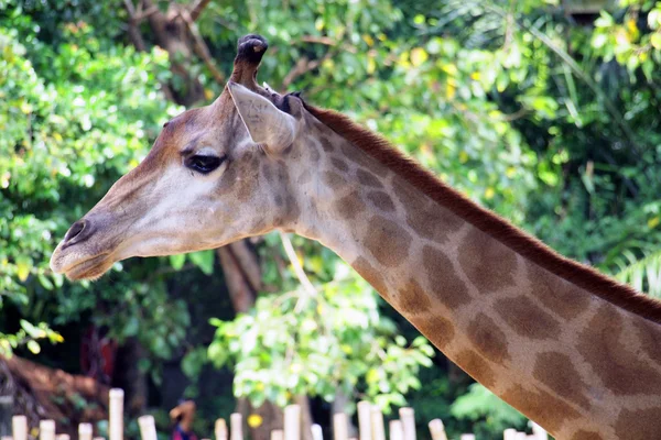 Giraffe — Stockfoto