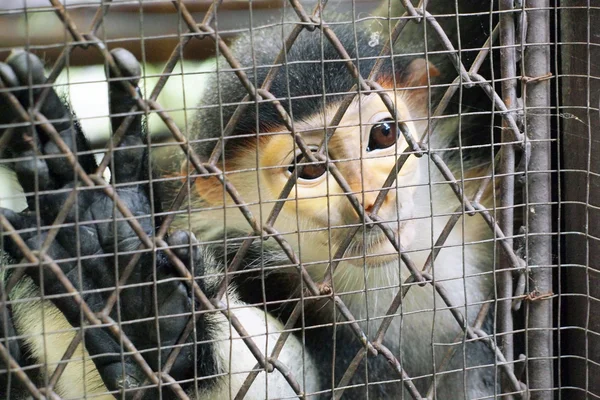 Trauriger Affe im Käfig — Stockfoto