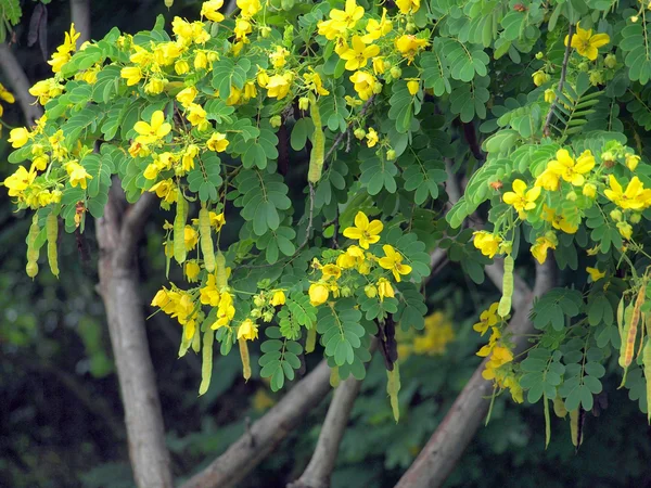 Fistola di Cassia — Foto Stock