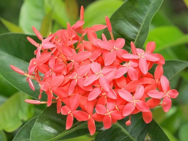 Red flower spike — Stock Photo, Image