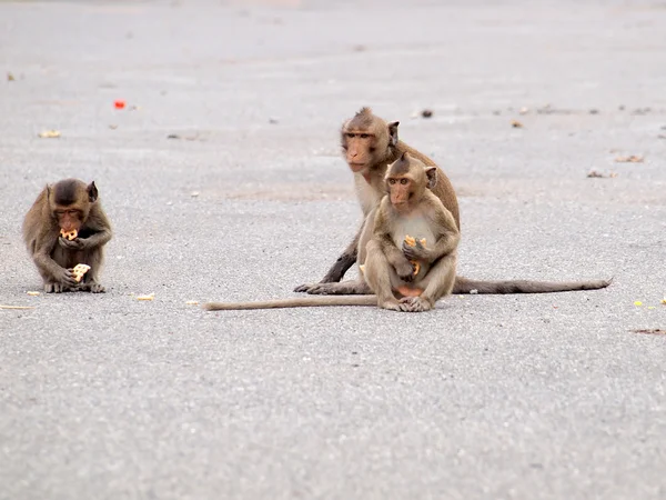 Wild monkeys eating people food — Stock Photo, Image