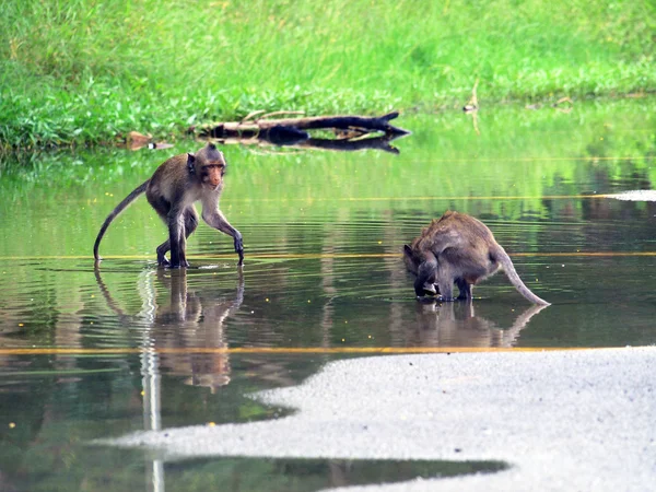 Monkey with reflection — Stock Photo, Image