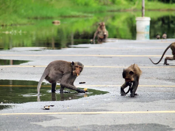 Wild monkeys eating people food — Stock Photo, Image