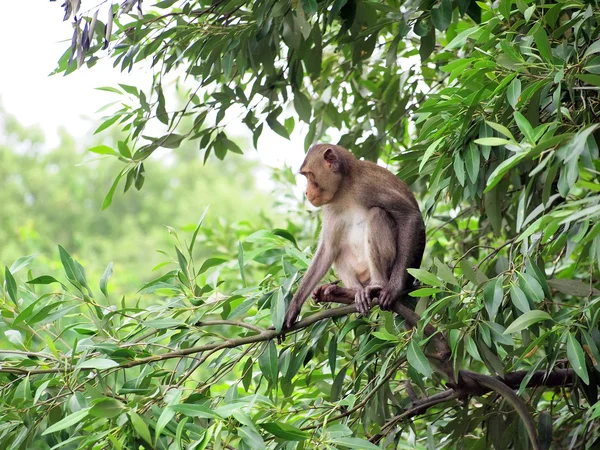 Makakenaffe sitzt auf einem Baum in seinem natürlichen Lebensraum — Stockfoto