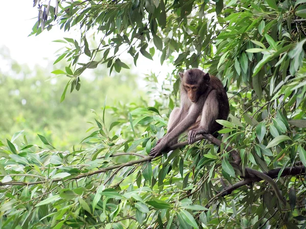 Macaco macaco sentado em uma árvore em seu habitat natural — Fotografia de Stock