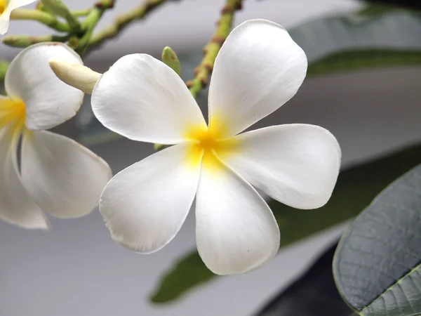 Blühen frangipani blumen — Stockfoto