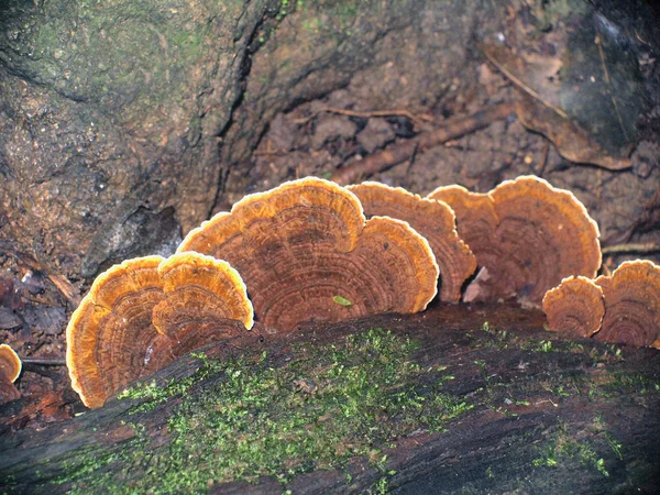 Ormandaki mantarlar — Stok fotoğraf