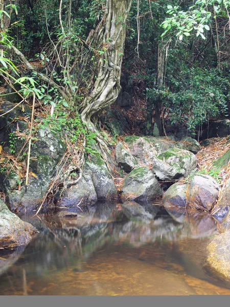 Река в тропическом лесу — стоковое фото