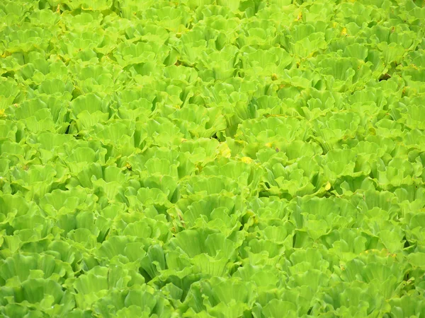 水葫芦的绿色背景 — 图库照片