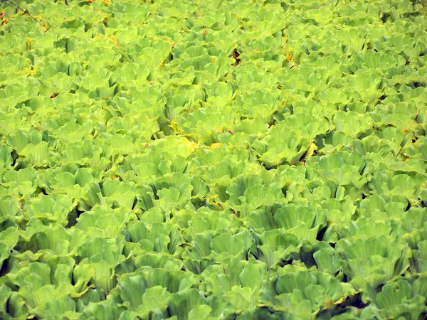 Groene achtergrond van water hyacint — Stockfoto