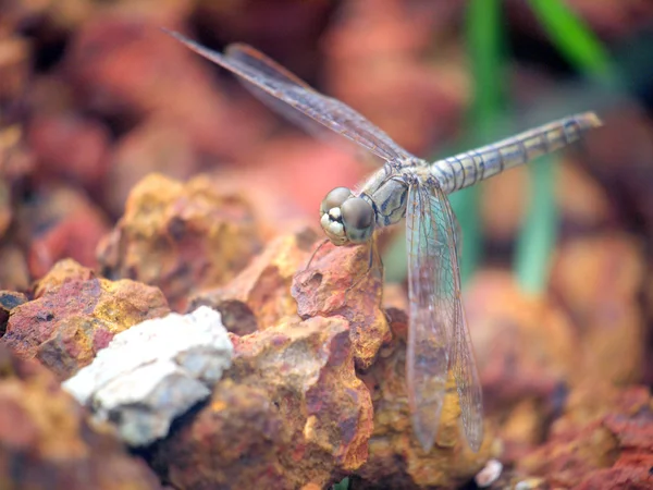 Dragonfly — Stock Photo, Image