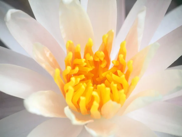 Pink lotus blossoms — Stock Photo, Image