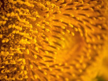 Ayçiçeği closeup arka plan 