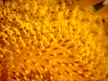 Ayçiçeği closeup arka plan