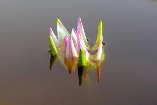 아름 다운 연꽃 배경 — 스톡 사진