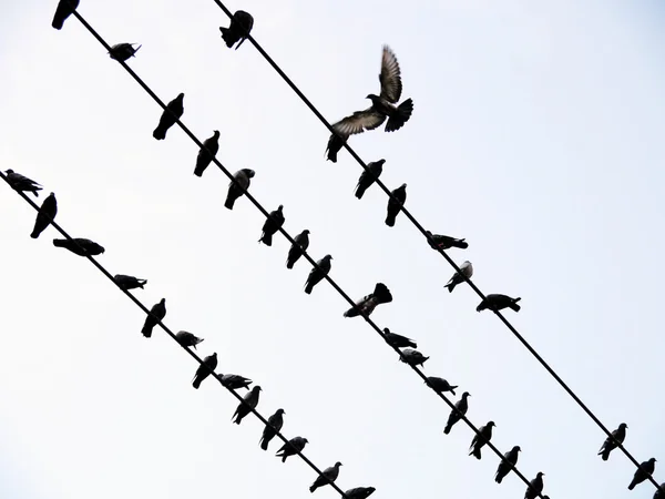 Moineaux sur les lignes électriques en journée d'hiver — Photo