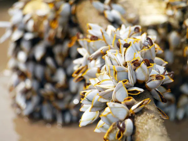 Barnacles oca su legname — Foto Stock